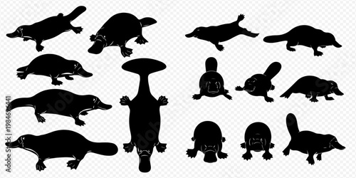 Set of black silhouettes of platypus in various poses, isolated on a transparent background, depicting different views and actions of the unique Australian mammal.