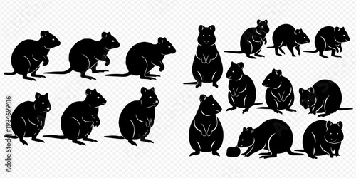 Set of Quokka Silhouettes in Various Poses, Isolated on White Background.