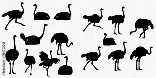 Collection of various ostrich silhouettes in different poses and movements, isolated on transparent background.