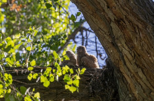 Pair of Cute Great Horned Owl Owlets in Spring in Arizona
