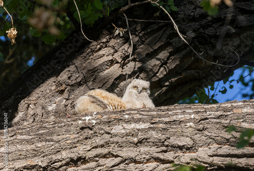 Pair of Cute Great Horned Owl Owlets in Spring in Arizona