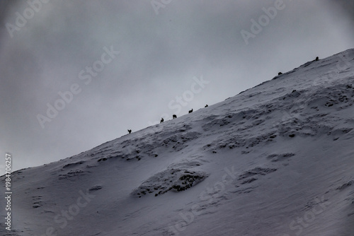 Majestic Chamois Silhouette Against Snow Peaks in Tatras