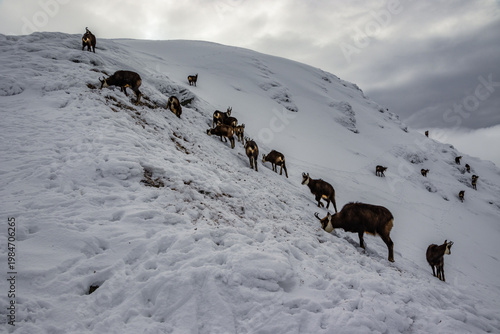 High Altitude Mountain Goat Snow Grazing