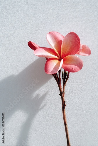 Soft pink plumeria blooms against stark white wall