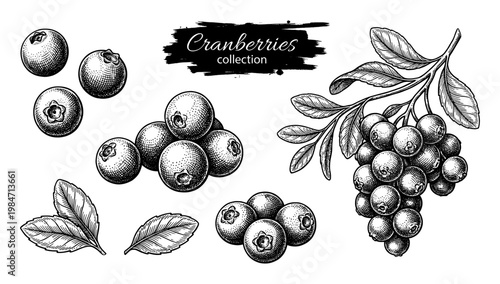 Cranberry collection with whole berry and leaf branch set