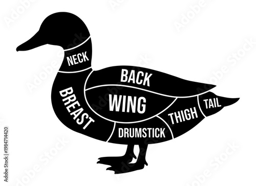 Duck meat cuts chart infographic with duck silhouette