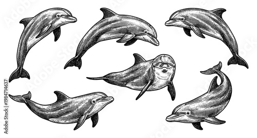 Swimming and jumping dolphin collection in vintage engraving style