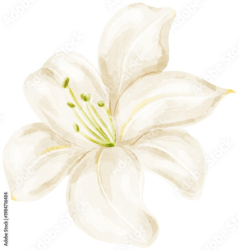 Photos White lily flower watercolor