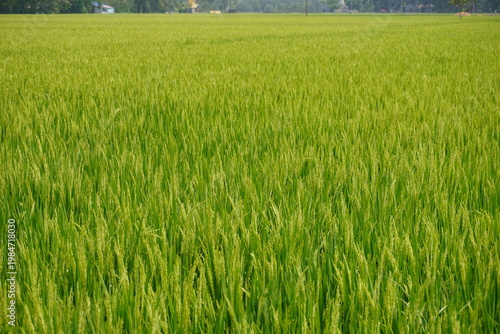 Slika na platnu Lush Green Field of Grass and Rice Plants