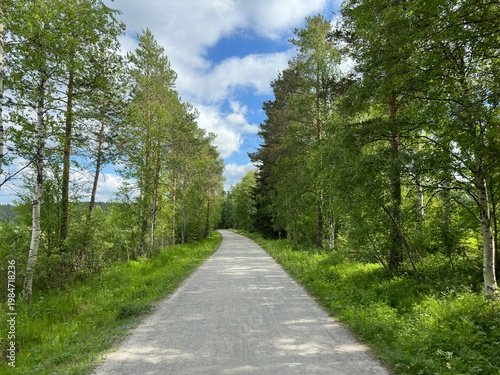 Scenic gravel path winds through lush green forest on a sunny day