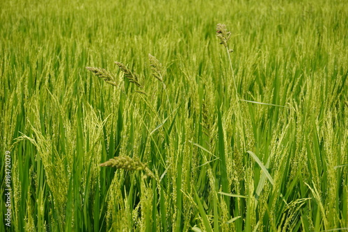 Obraz na plátně Lush Green Rice Field with Ripening Grain Clusters