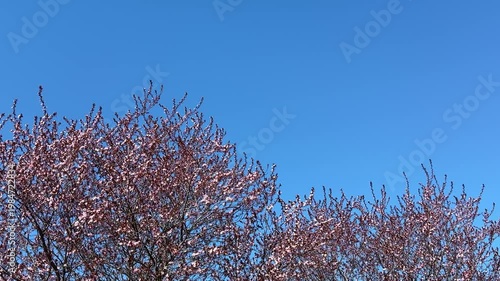  Birds flying over sakura blossoming tree in blue sky