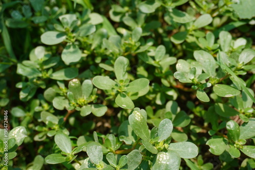 Close Up of Dense Green Purslane Ground Cover Leaves
