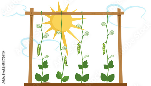 Pea plants climbing twine supports in a sunny garden on a transparent background