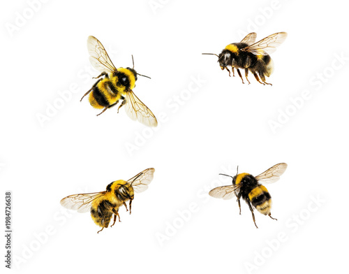 Bumblebees set, flying honey bees collection on white or transparent PNG