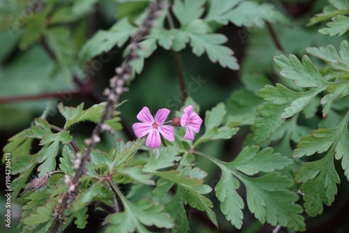 Canvastavla Flowers of Herb Robert (Geranium robertianum)