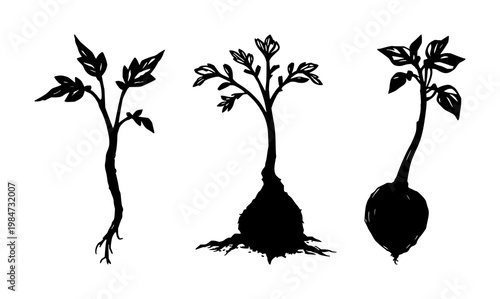 Mandrake root set with sketchy line rendering featuring single root, human-like silhouette, white background with botanical illustration and line art