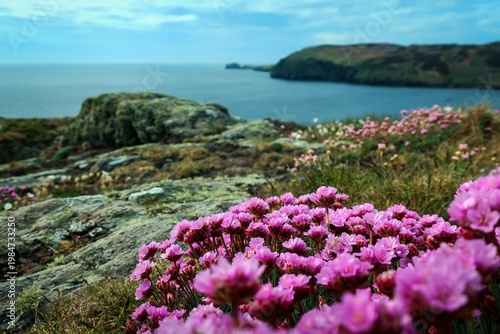 Calf of Man island view with pink flowers by sunny noon, Isle of Man
