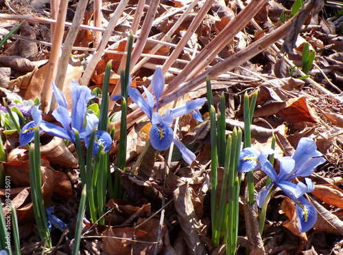 First spring flowers