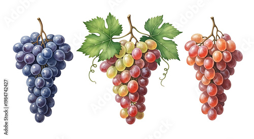 Assortment of ripe grapes on white background with eating well thompson seedless fruit salad vitamins vineyard agriculture delicious background isolated
