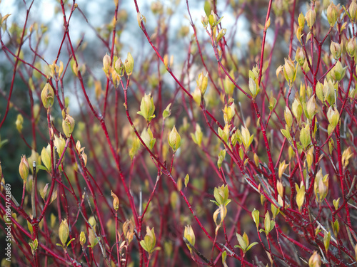Red osier dogwood stems and leaf buds