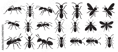 Sharp Top-Down Ant Silhouettes for Pest Control and Entomology Graphics. vector illustration eps 10