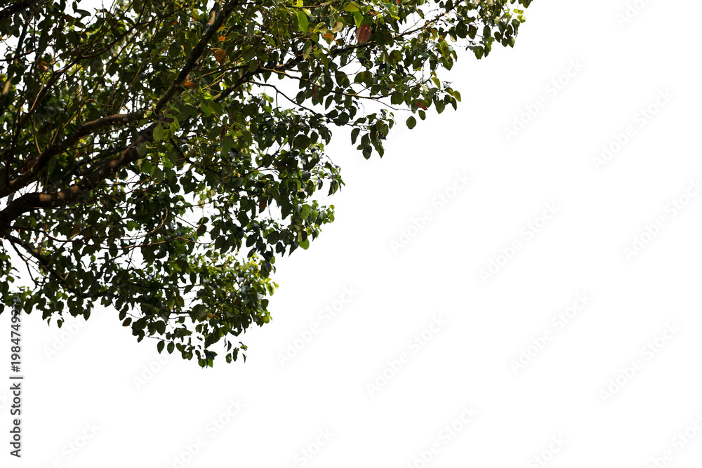 Naklejka premium green leaves on white background
