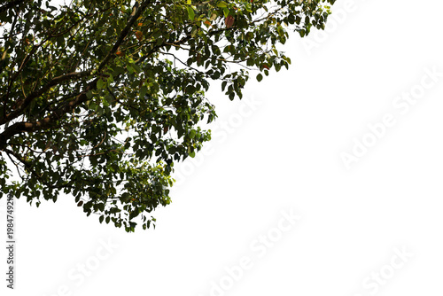 green leaves on white background