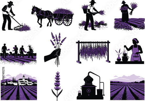 Lavender harvest and processing silhouettes with black and white essential oil lavender silhouette agriculture collection processing distillation landscape fragrance traditional cultivation