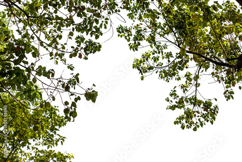 green leaves background