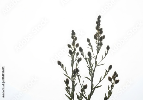 Elegant black and white floral branches with delicate buds and leaves