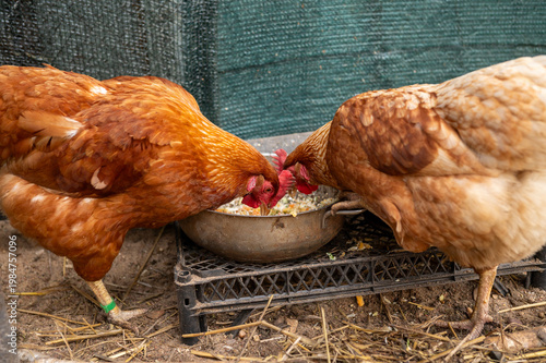 Two brown chickens eating from a bowl in farmyard setting