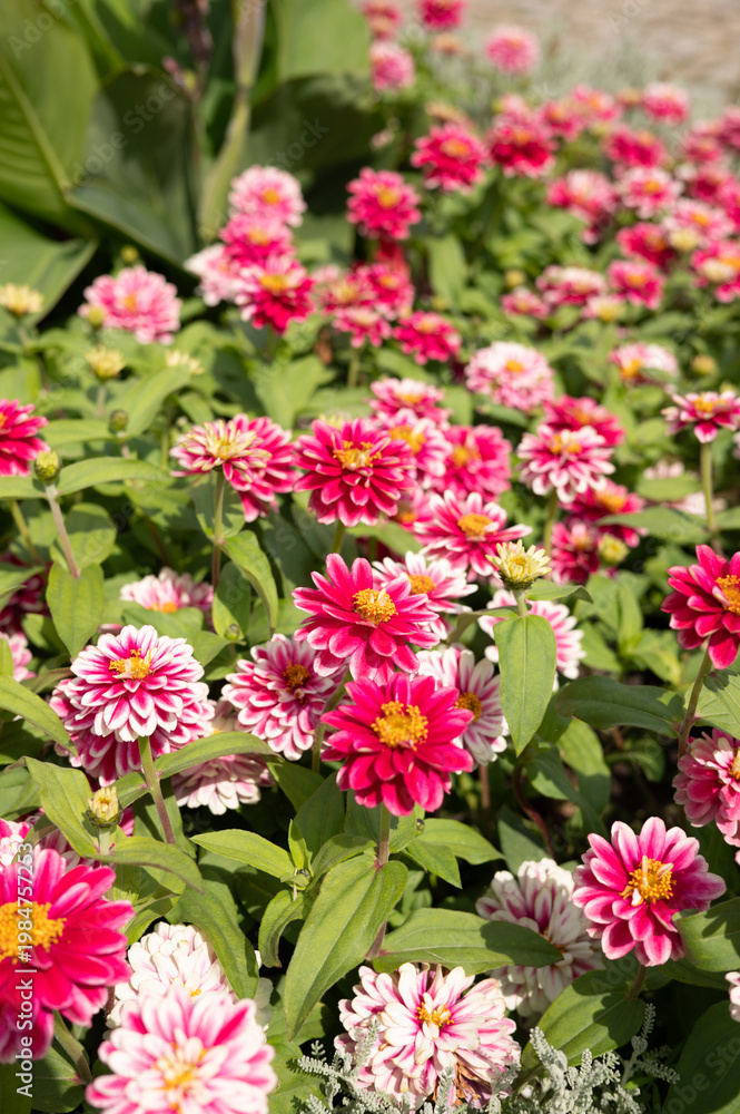 Obraz premium Vibrant pink and white zinnias in full bloom in a lush garden setting