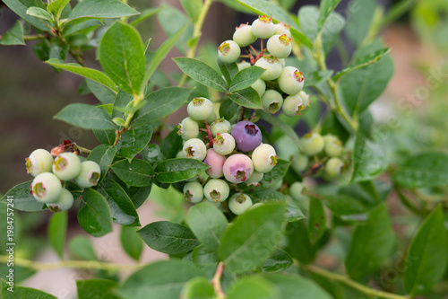 Ripening blueberries on a green bush in a garden setting