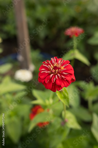 Vibrant red zinnia bloom in lush green garden setting