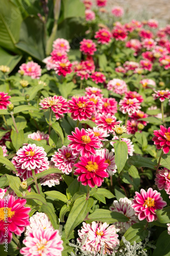 Vibrant pink and white zinnias in full bloom in a lush garden setting