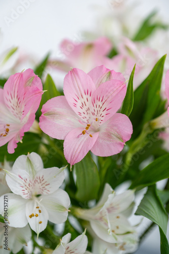 Close-up of pink and white alstroemeria flowers in bloom