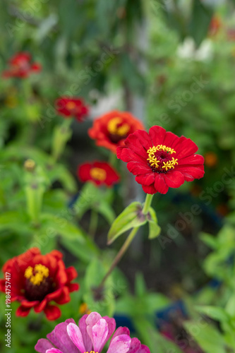 Vibrant red zinnia flowers in a lush garden setting