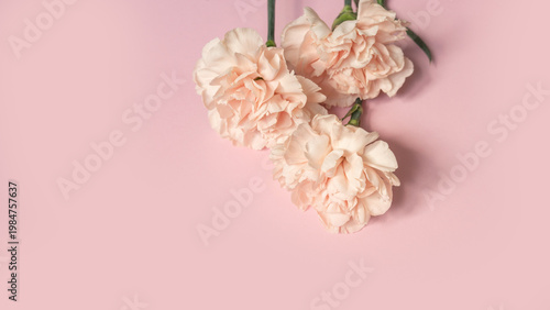 Soft pink carnations on pastel pink background: elegance and simplicity in bloom