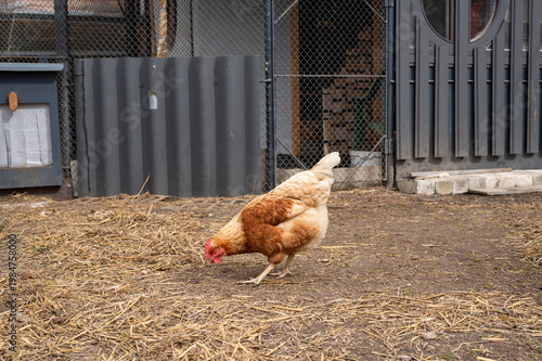 Canvas-taulu Single hen pecking ground near coop entrance farmyard