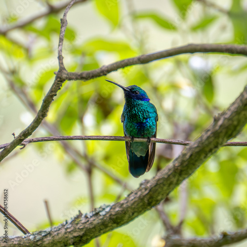 Violeteer Hummingbird in Quito, Ecuador