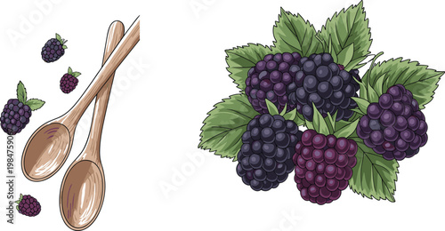 Blackberry Fruit Collection with Fresh Berries, Leaves, and Wooden Spoons in Realistic Hand Drawn Vector Illustration for Organic Food Design