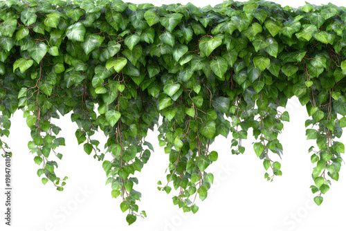 Green leaves hanging from a lush ivy vine on a wall in a natural setting Transparent background PNG