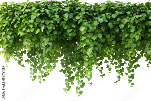 A lush green plant with heart-shaped leaves hanging down in a natural setting Transparent background PNG