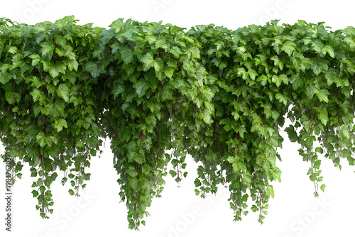 Green leafy vines hang from a lush plant against a Transparent background PNG
