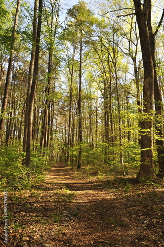 Path in the wood with tall trees in the spring