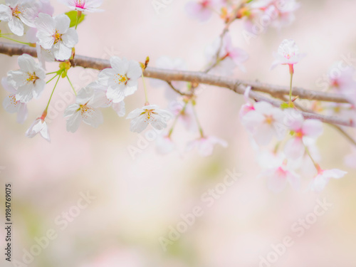 桜の花のある風景。満開の桜。真っ白な花びらとふんわりボケた様子。ピンクのやわらかい背景。春のイメージ。心象風景。