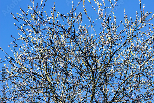 Willow tree in spring against a blue sky
