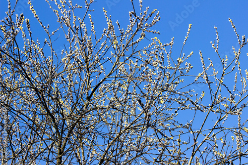 Willow tree in spring against a blue sky