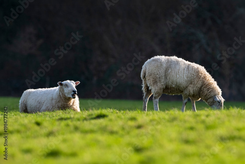 Two sheep in rural setting
